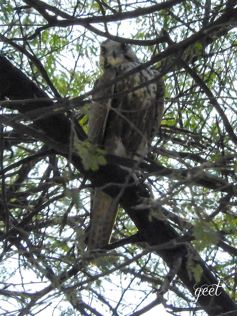 Laggar Falcon